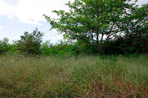 木々の周囲に子どもの背丈ほどの雑草や雑木が生い茂っている写真
