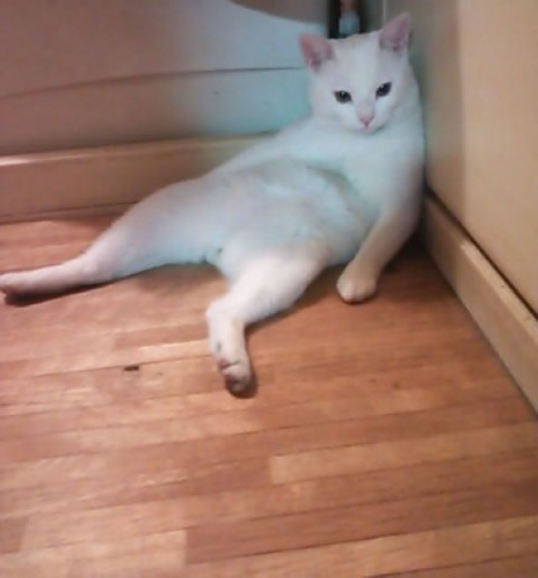 猫写真
