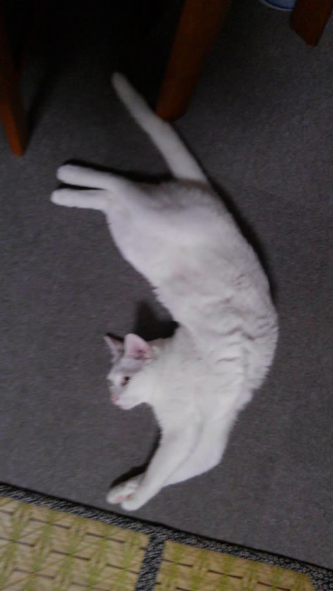 猫写真