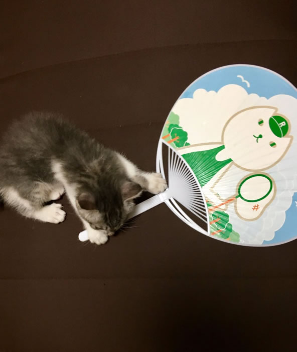 猫写真