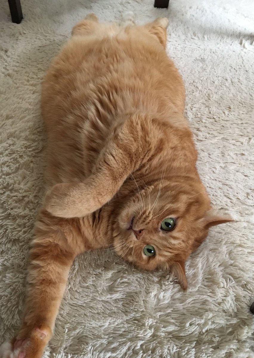 猫写真