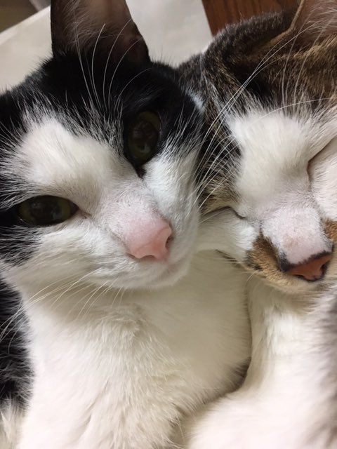 猫写真
