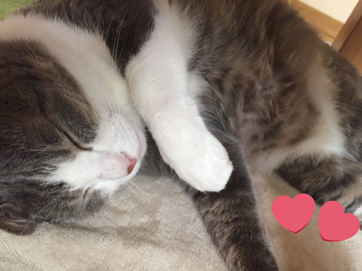 猫写真
