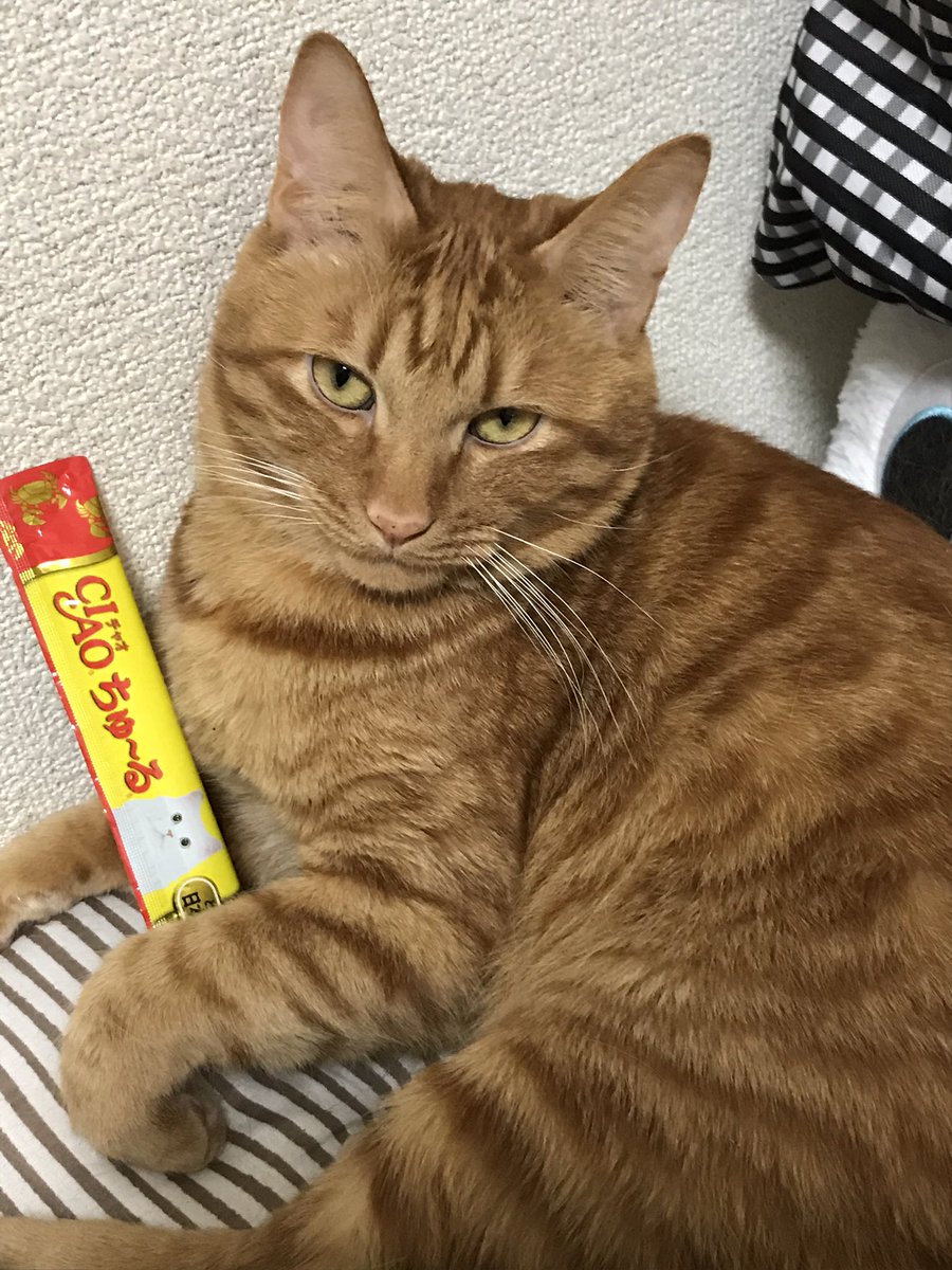 猫写真
